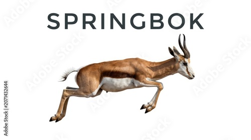 A springbok leaps gracefully in mid-air, showcasing its speed and agility. The animal is captured against a plain background, highlighting its dynamic movement and distinctive markings