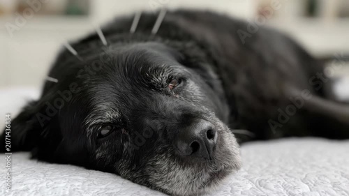 Close-up of peaceful old black dog sleeping on bed indoors with soft textured blanket showcasing calm animal resting in cozy home environment