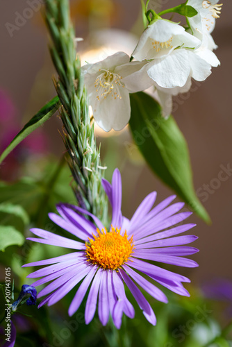 Vertical Close Up of a Purple Aster and Delicate White Flowers