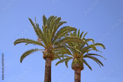 Palmiers sous ciel bleu méditerranéen