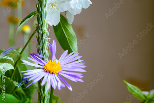 Close Up of a Purple Aster and White Flowers with Green Stalks