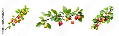 A branch of a jujube tree with green leaves and ripening fruits is shown against a transparent background