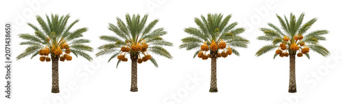 A close-up, isolated shot features a mature date palm tree with a thick, textured trunk and a full crown of vibrant green.