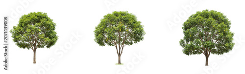 A full shot of a tree with green leaves and light green fruits, isolated on a transparent background