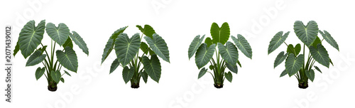 A full shot shows a large, healthy elephant ear plant transparent background