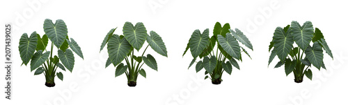 A full shot shows a large, healthy elephant ear plant transparent background