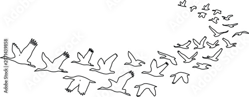 Obraz na plátne Graceful flock of flying birds, a minimalist black and white vector illustration
