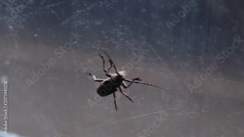 Insect beetle silhouette macro closeup window glass, nature outdoors crawling bug wildlife, small animal with antenna legs, natural environment detail, texture, transparent reflection, daylight, wild