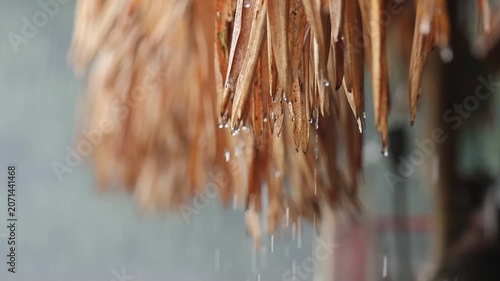 Dried leaf brown rain water drop nature closeup wet roof tropical blurred background natural material texture organic shelter rainy season moisture environment weather protection eco friendly rustic
