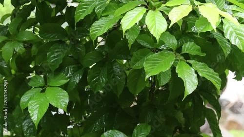 Green leaf foliage nature plant outdoor fresh natural environment growth texture lush tropical garden summer vibrant healthy botanical background with lush green leaves wet foliage and vibrant