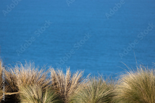 Seaside grass scenery under the blue sky