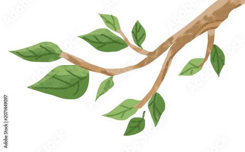 illustration of a tree branch hanging down