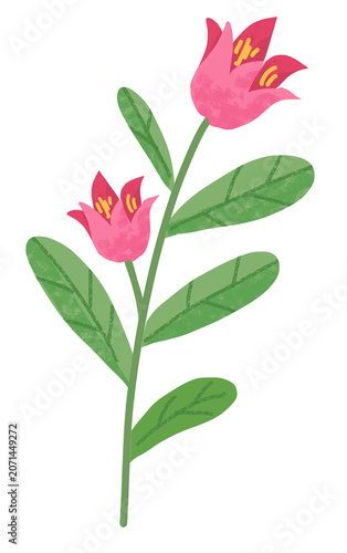 illustration of a tulip plant