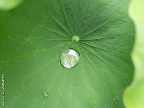 蓮の葉と水滴