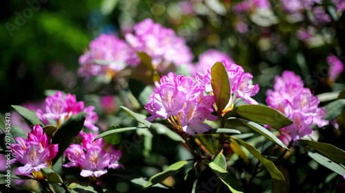pink rhododendron blooms in the Botanical garden
