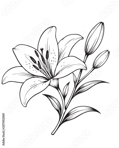 black and white lily