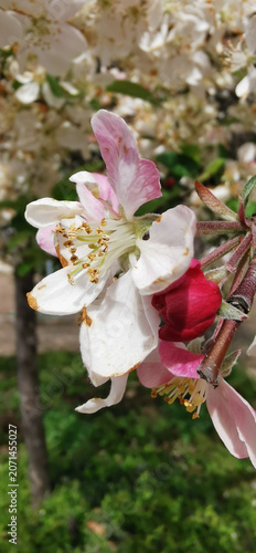 Close up of a branch with pink flowers, capturing the vibrant and colorful essence of spring