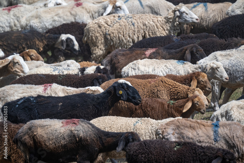 Dense Group of Multi Colored Sheep in Profile View