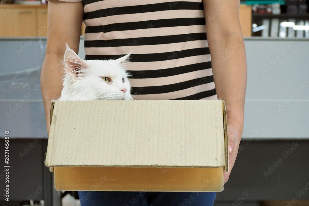 Fototapeta premium A cute white maine coon cat laid in a paper box