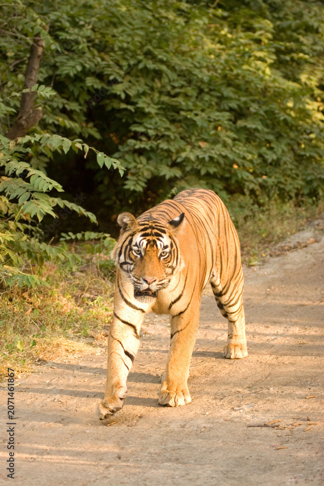 Fototapeta premium tiger in the wild