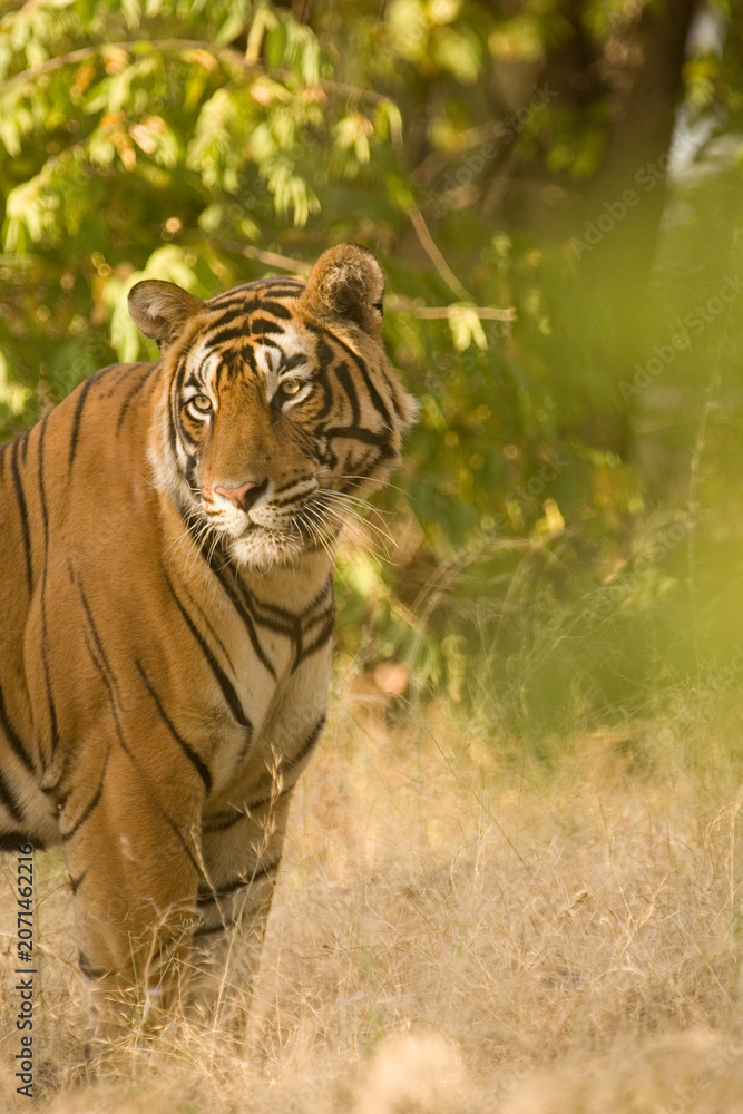 Fototapeta premium tiger in the jungle