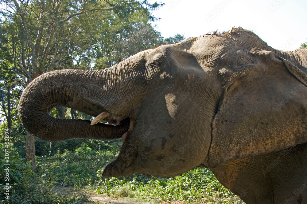 Fototapeta premium elephant in the wild