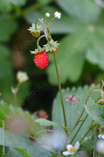 Closeup wild strawberry stem with berries growing in summer forest.Summer, nature, wild berries, harvest.