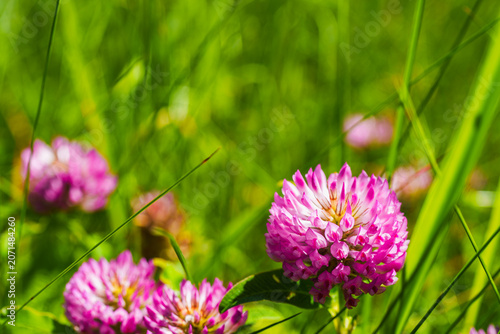 Close Up of Vibrant Pink Red Clover Flowers in a Bright Green Meadow