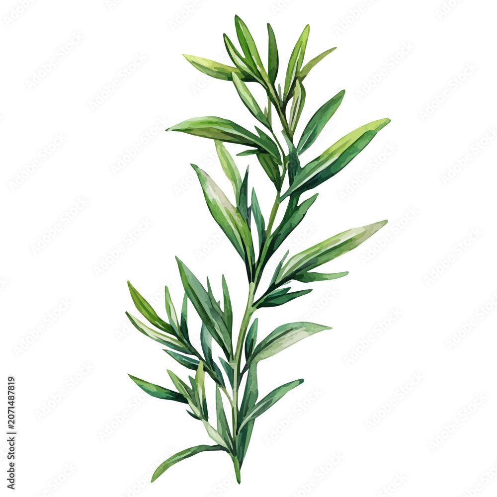 Fototapeta premium Tarragon, watercolor painting vector, isolated on a white background.