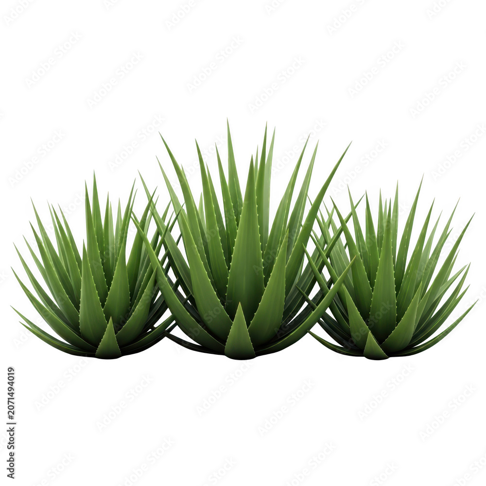 Fototapeta premium Three small potted succulent plants with long pointed leaves