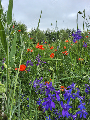 Wild meadow with Consolida regalis (field larkspur) and Papaver rhoeas (corn poppy, Flanders poppy) under cloudy sky, vibrant wildflowers in natural habitat, Ukraine.
