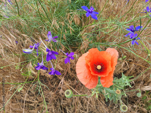 Red corn poppy Papaver rhoeas (field poppy, Flanders poppy) with purple field larkspur Consolida regalis (Delphinium) in a meadow, vibrant wildflowers, natural habitat, Ukraine.