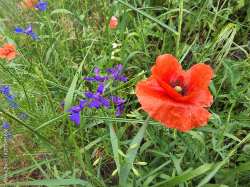 Red corn poppy Papaver rhoeas (field poppy, Flanders poppy) with purple field larkspur Consolida regalis (Delphinium) in a meadow, vibrant wildflowers, natural habitat, Ukraine.