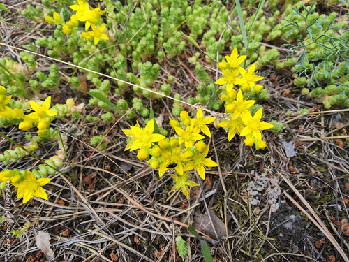 Yellow star flowers of Sedum acre (biting stonecrop, wall pepper, goldmoss stonecrop) blooming on dry sandy ground, wild succulent mat, natural habitat, Ukraine.