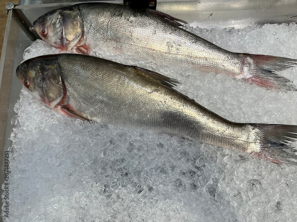 Obraz premium Fresh whole fish displayed on crushed ice at a seafood market. Close-up view of chilled fish for sale, healthy protein source, commercial fishing industry, seafood retail and fresh food concept.