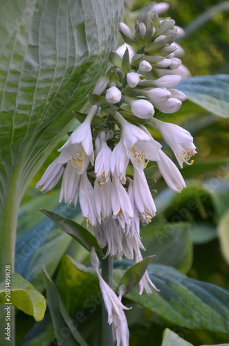 Closeup  outdoors white bell-shaped blooms of hosta ' Touch of glass '. Nature, flowering hosta ,growing,landscaping,concept.