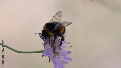 Abejorro común polinizando una flor de escabiosa en la Font del Hortet en Alcoy, España