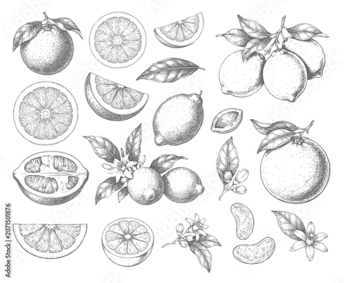 Citrus fruit collection with lemon, orange slices, flowers, and leaves in vintage line work.