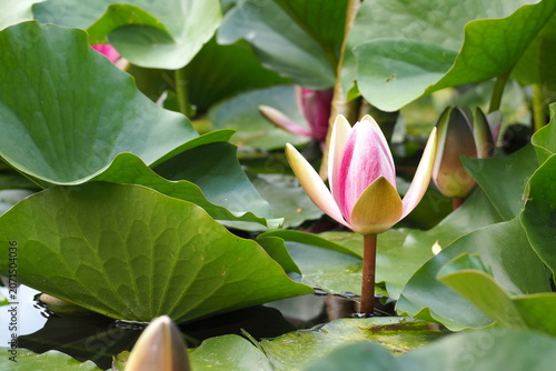 花　 植物 　池　 flowers plants ponds