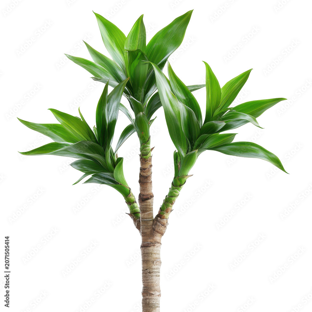 Fototapeta premium Vibrant green dracaena marginata plant in studio lighting isolated on white background