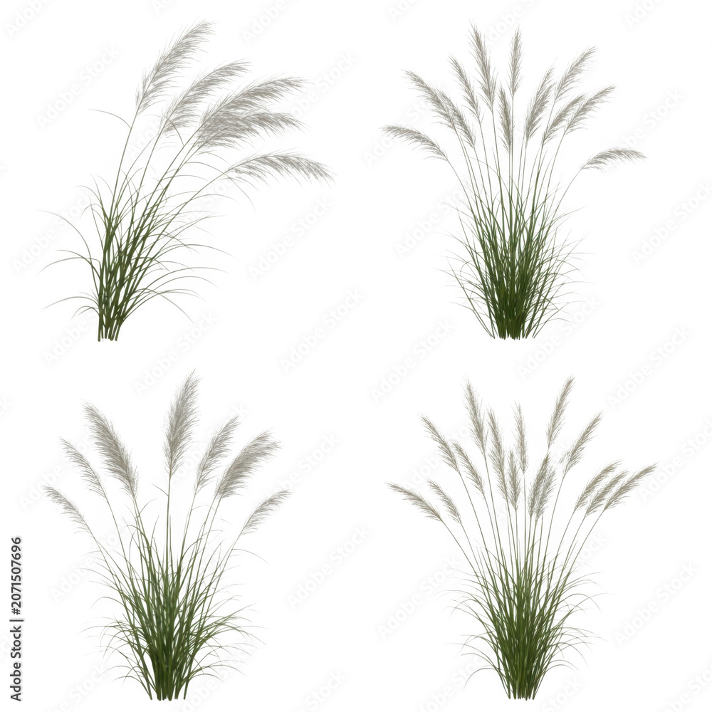 Fototapeta premium Three distinct types of grass plants shown against a white background