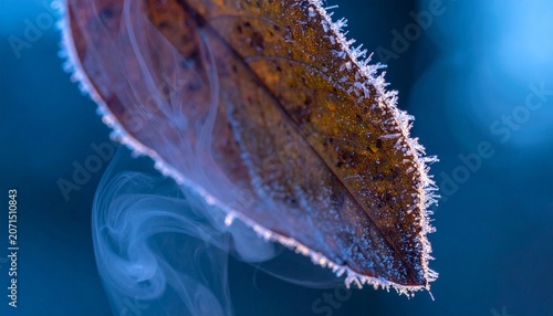  Frozen Leaf with Delicate Ice Crystals in Blue Hour Light