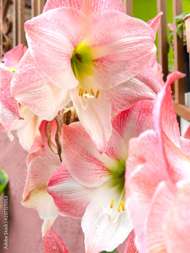 Pink amaryllis flowers blooming with water droplets