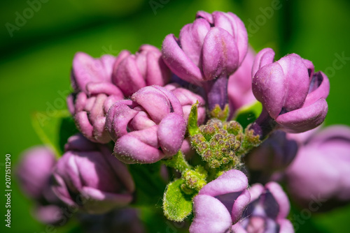 Obraz na płótnie Spring purple lilac flower unblown  buds burgeons closeup