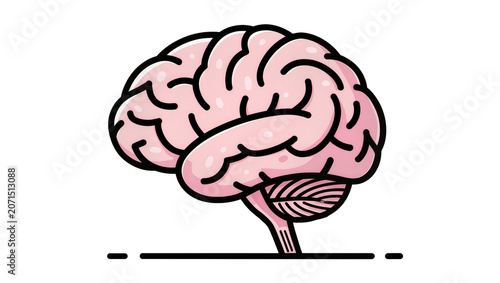 Photos Pink human brain with cerebellum and brainstem, isolated on transparent backgrou