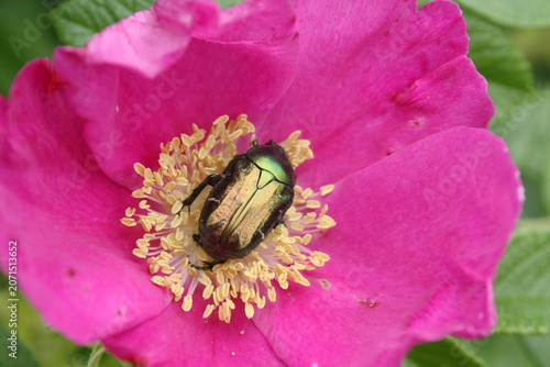 Bild auf Leinwand A golden bronzovka beetle rests on a bright pink flower with yellow stamens