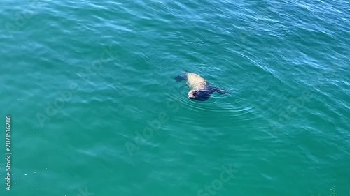 A playful sea lion swims in sun-dappled water.
