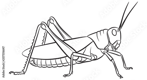 Canvastavla Grasshopper Line Art Illustration Detailed Insect Anatomy On White Background