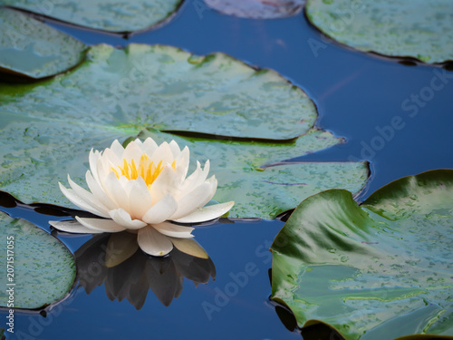 Konstfotografi White water lily blooming on a calm pond surface in Japan with green lily pads and a beautiful reflection in the water