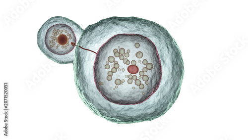 Yeast cell budding showing nucleus and cytoplasm, isolated on transparent background